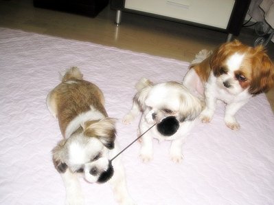 농장시츄 가을이의 입양 소식^^