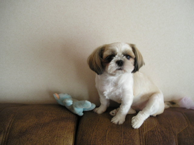 엄마 나 고양이 맞지?