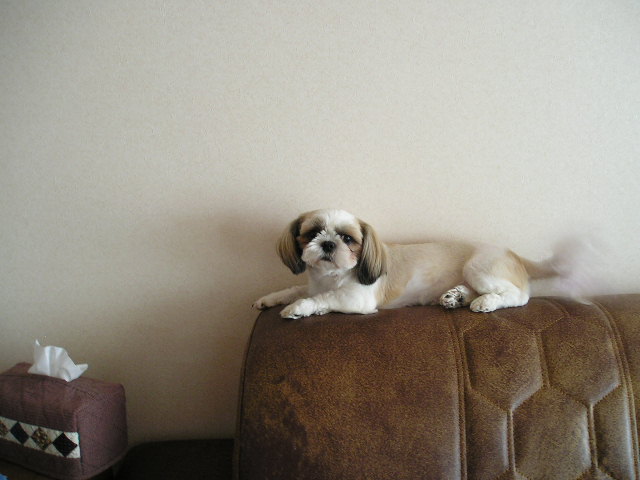 엄마 나 고양이 맞지?