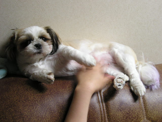 너 고양이 아니야