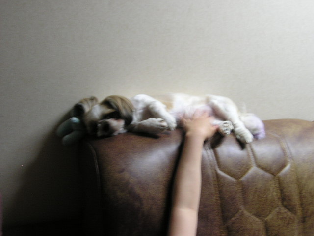 너 고양이 아니야