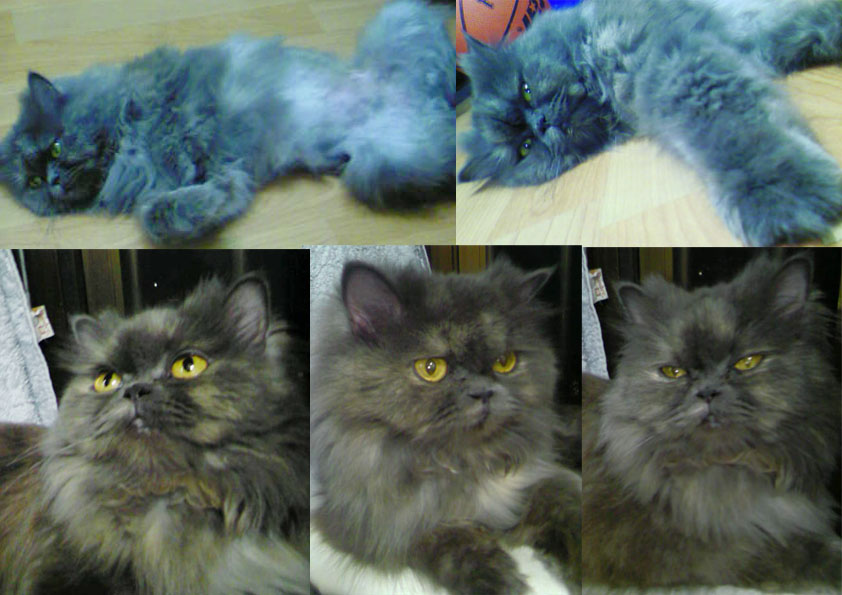 얄식이와 다옹이 소식 전해요~