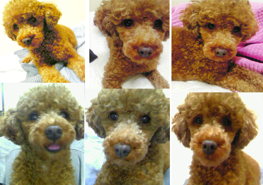 얄식이와 다옹이 소식 전해요~