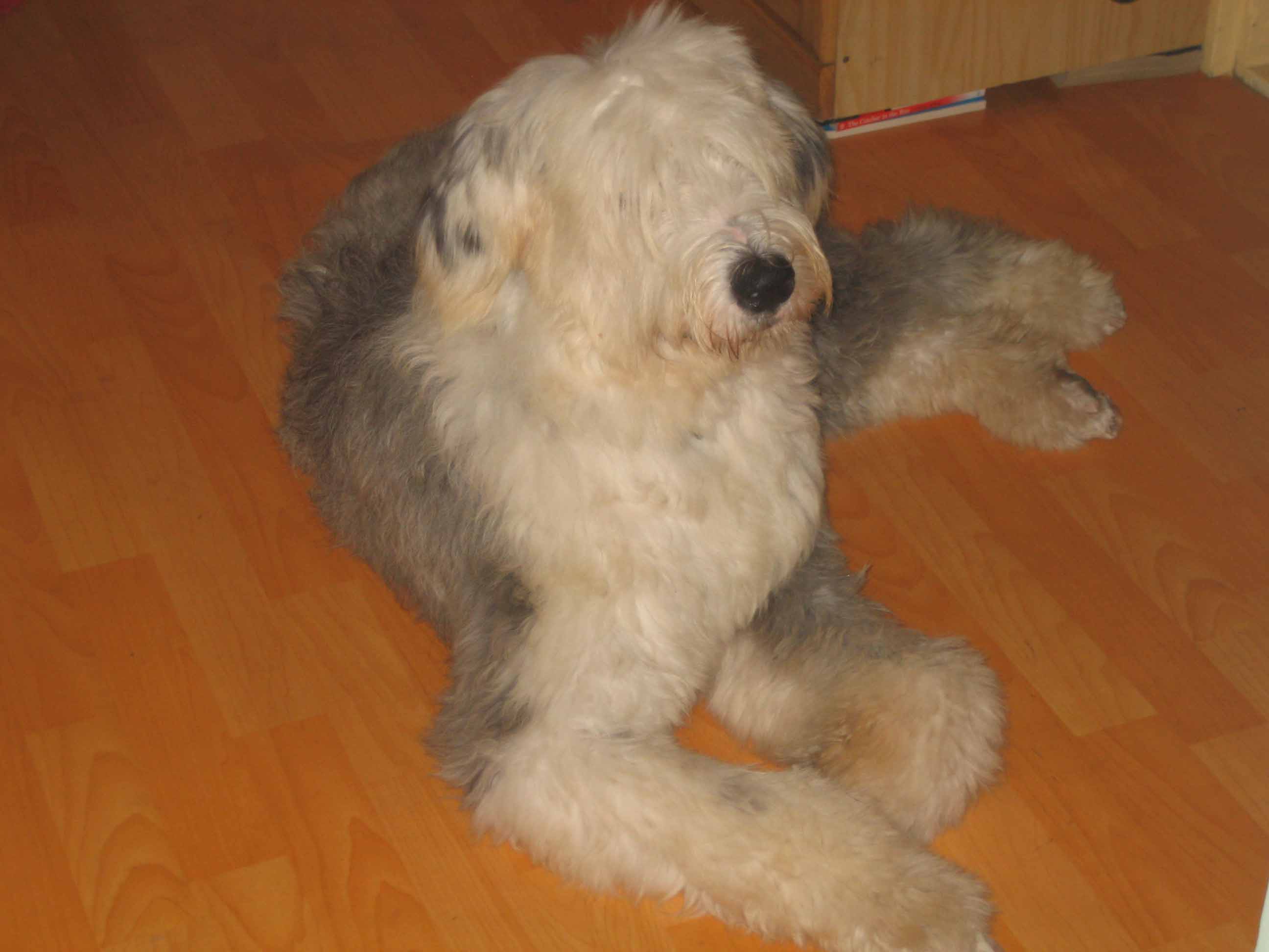 올디 어제 입양했습니다