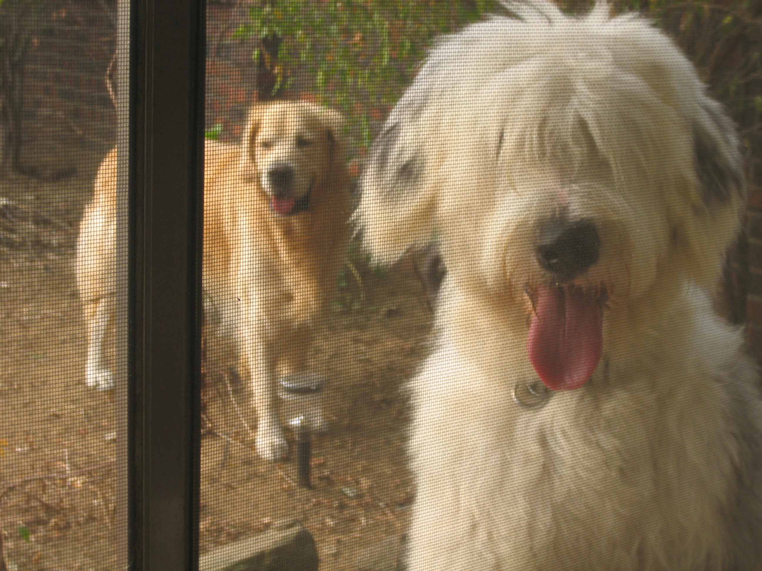 올디 어제 입양했습니다