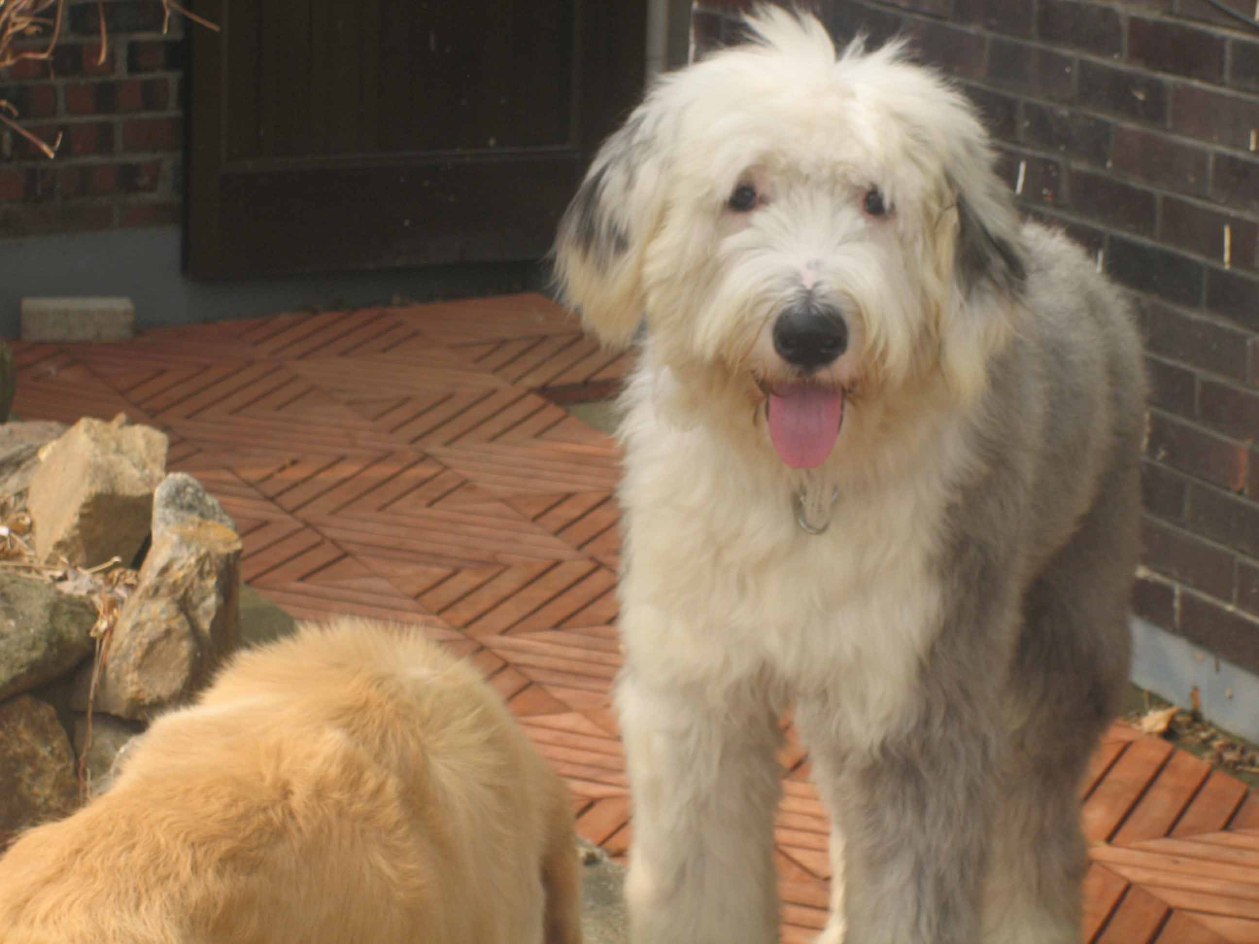 앞머리 자른 먼지