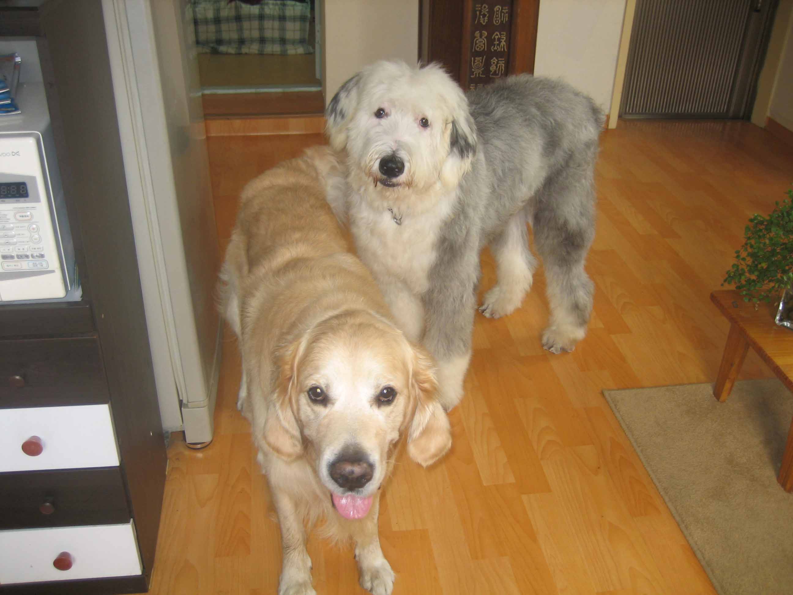 앞머리 자른 먼지