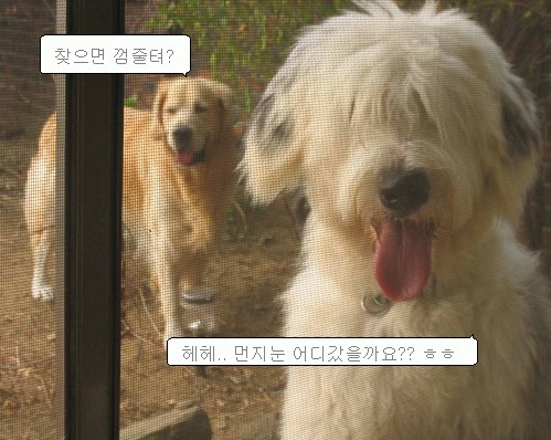 먼지의 까꿍놀이 ㅎㅎ