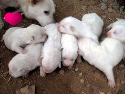 울흰둥이 7마리 아이들