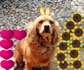 이쁜이~금순양^^