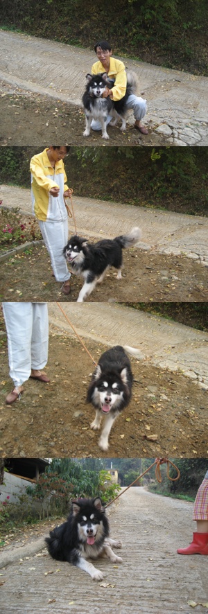  홍성으로 입양간 ~~탄이놀러왔떠용
