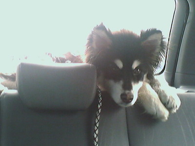 아래 탄이 어렸을때 사진