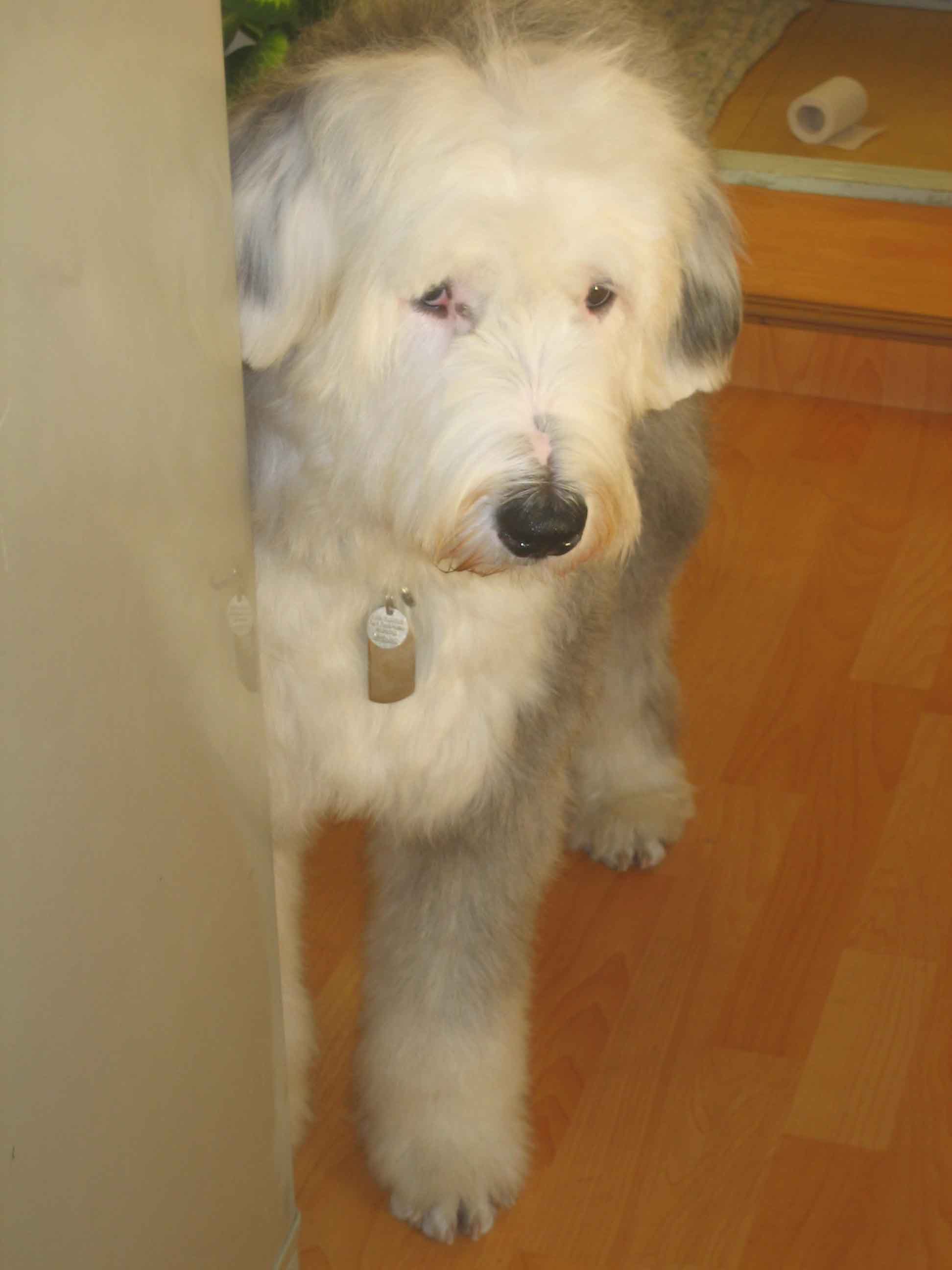 콜리와 먼지의 숨박꼴질