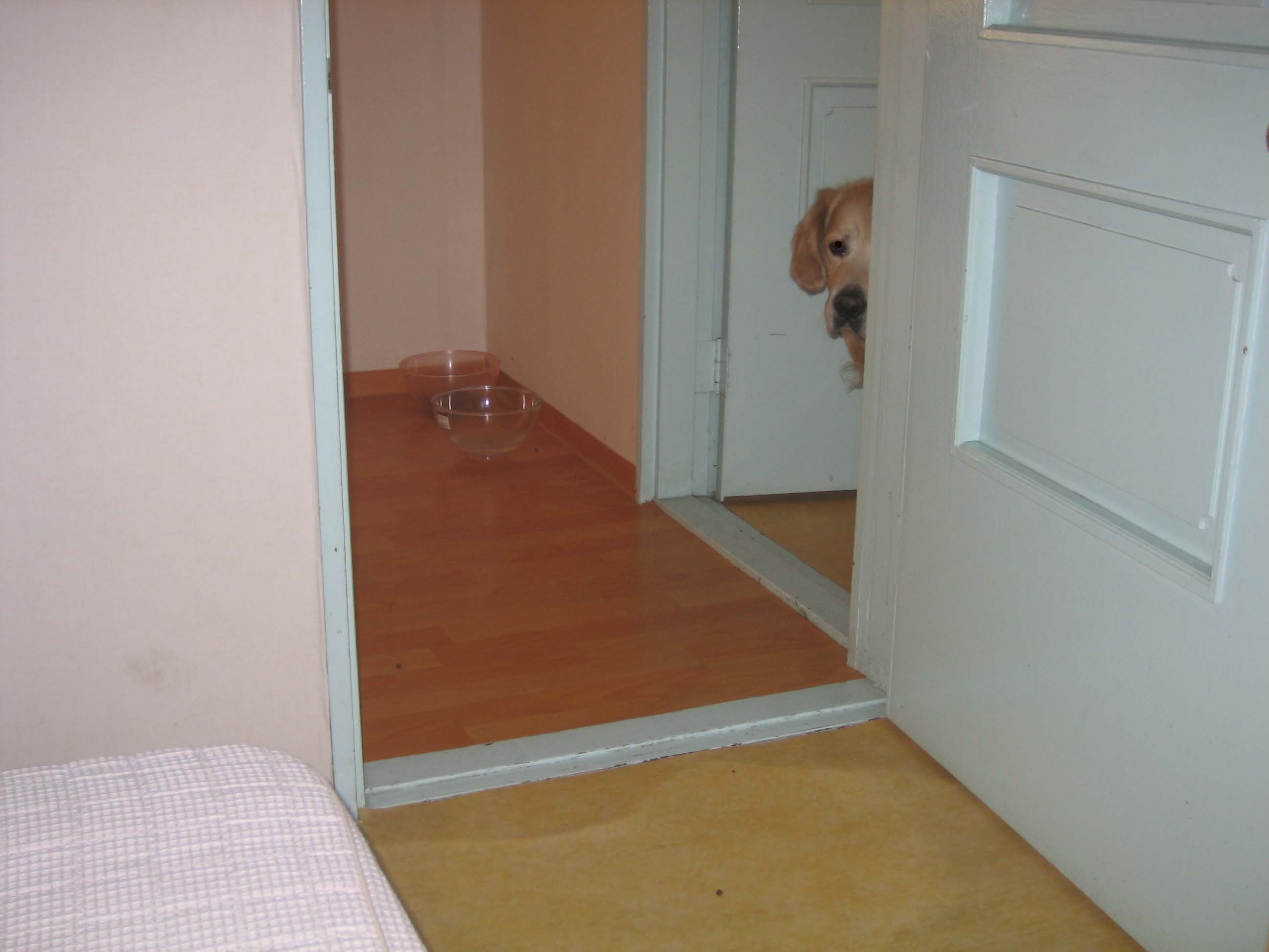 콜리와 먼지의 숨박꼴질