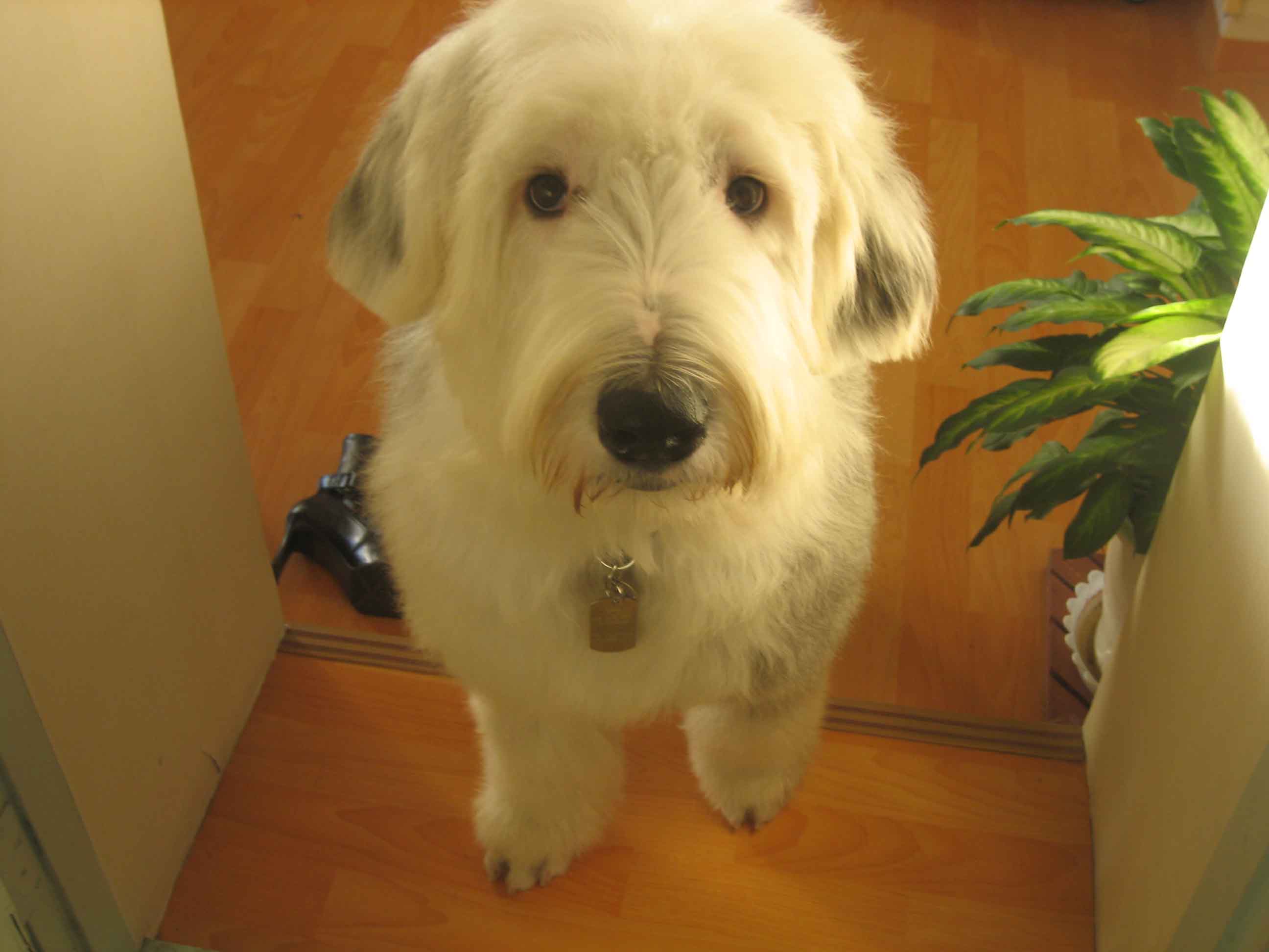 닭고기 콜리와 귀여운 먼지탱이