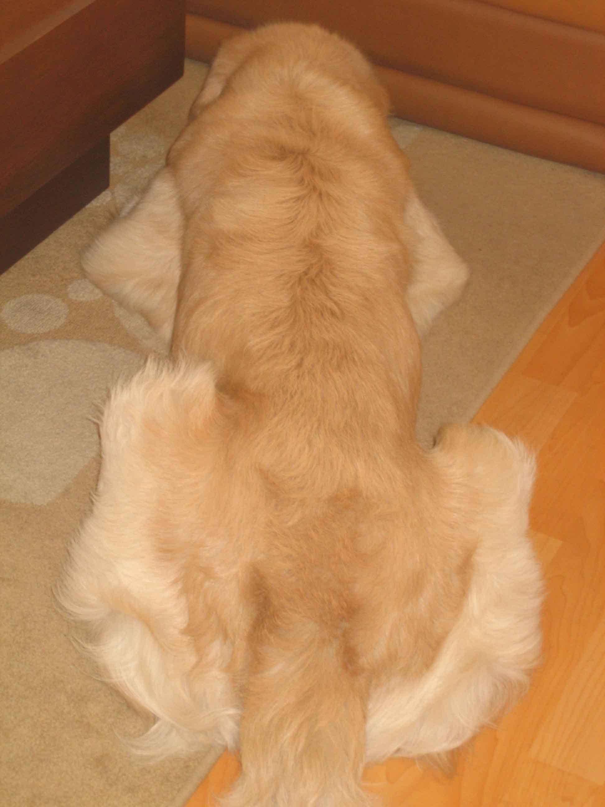 닭고기 콜리와 귀여운 먼지탱이