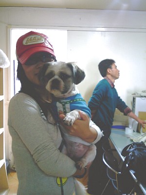 시츄 경원이가 입양갔습니다...^^