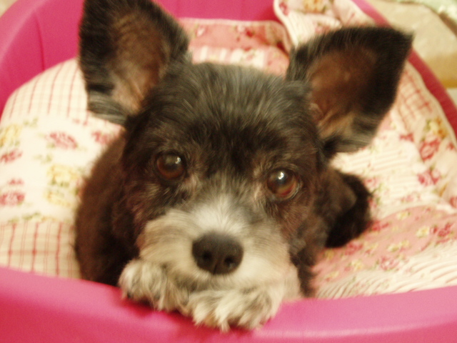 오랫만에 짱가 차돌이 인사드려요.