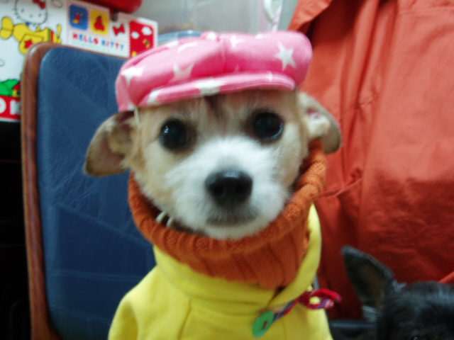 오랫만에 짱가 차돌이 인사드려요.