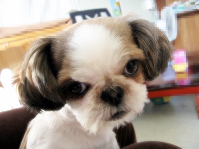 아랑이(철수)가 울집으로왔답니당^^