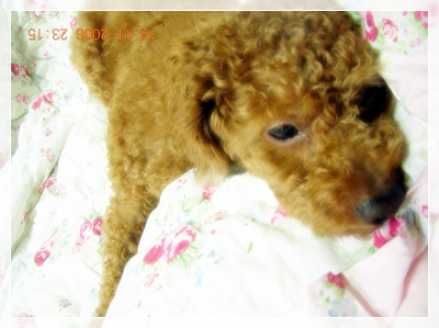 쉬고있는 \'테디~\'