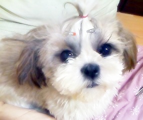 올만에 체리사진올려요..