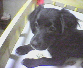 올만에 체리사진올려요..