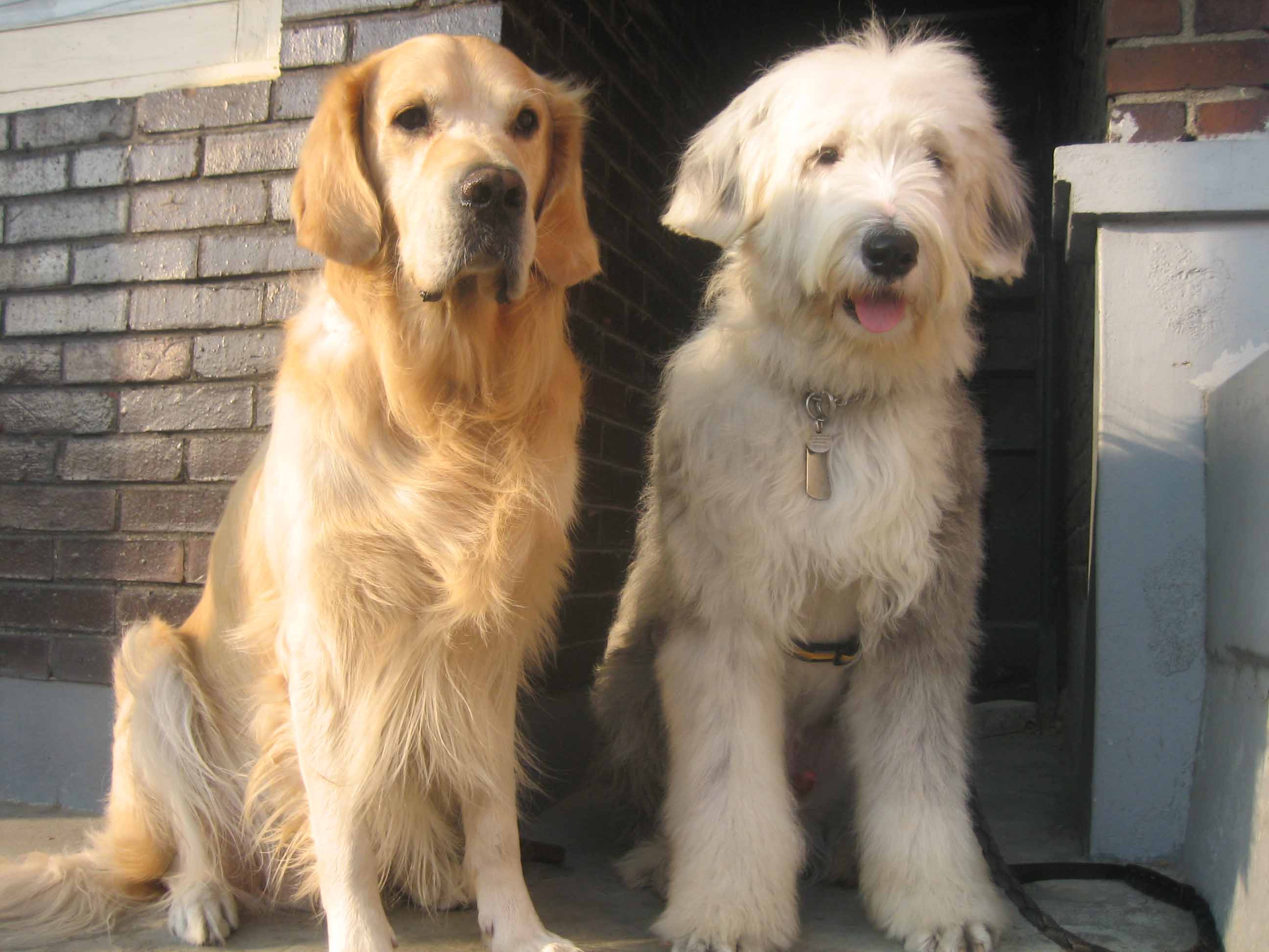 산책을 사랑하는 콜리와 먼지