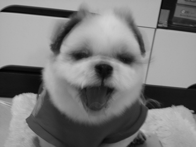 우주가 저희집에 와서 처음 미용했어요