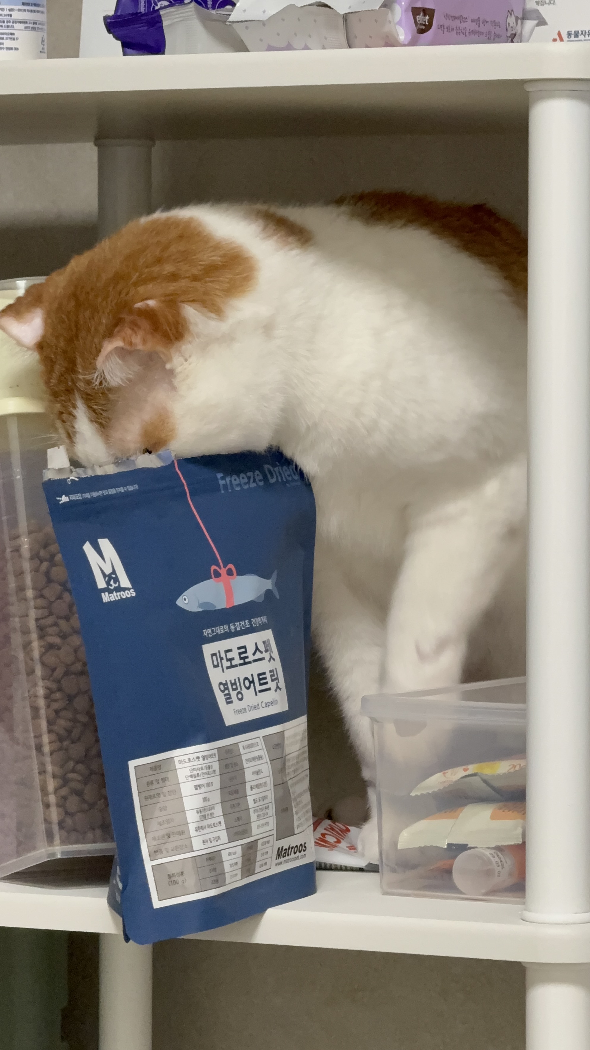 온샘이 입양 한달차 후기