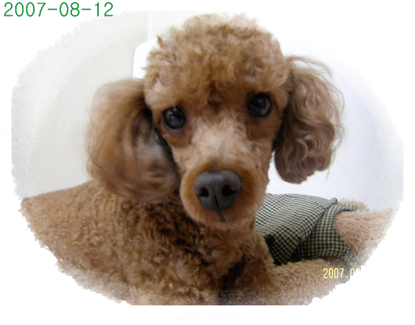 다옹이와 얄식--기억하시지요~