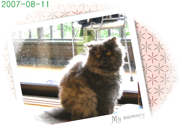 다옹이와 얄식--기억하시지요~