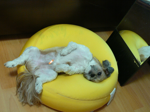 팔자 늘어진 쫄쫄이(왕자)