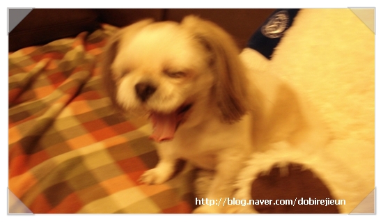 오랫만에 인사드립니다. 딩가 생일이에요