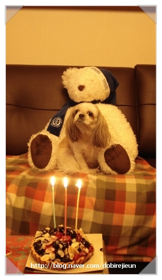 오랫만에 인사드립니다. 딩가 생일이에요