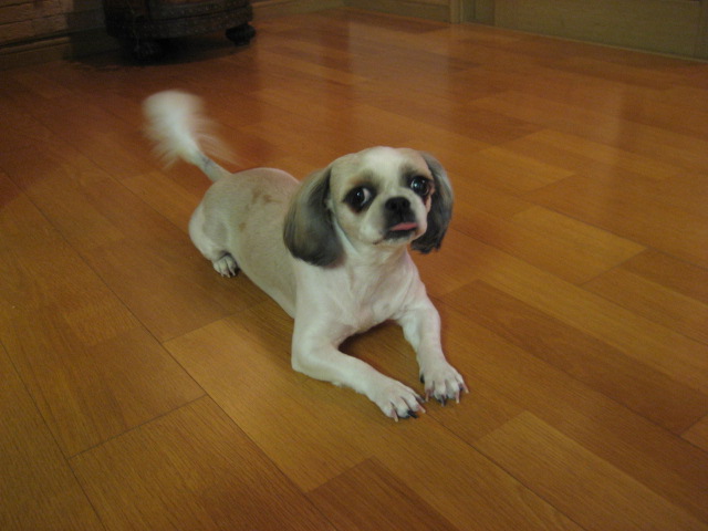 진주초롱  새해 복 많이 받으세요^^