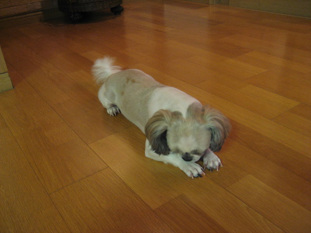 진주초롱  새해 복 많이 받으세요^^