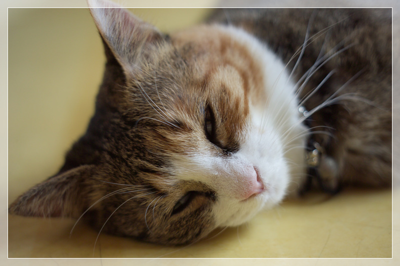 [은비이야기] - 베개가 필요해..