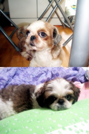 심통쟁이 아랑이^^