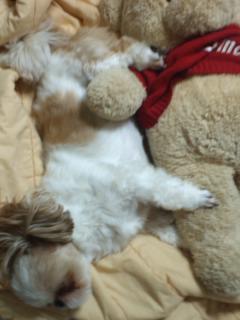 오랜만에 토토 다녀갑니다.