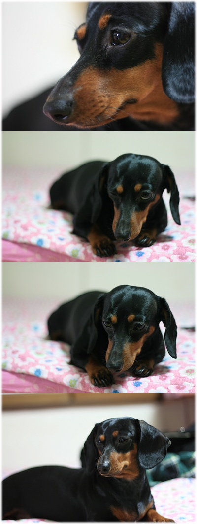 영순이와 씩씩이 사진 올려요^^