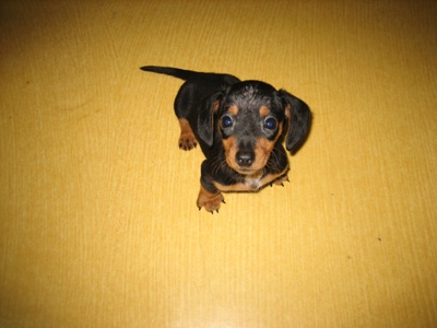 영순이와 씩씩이 사진 올려요^^