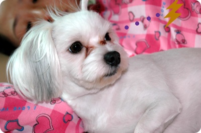 똘똘이(라온이) 보내기 전에 사진올립니다 ㅠㅠ