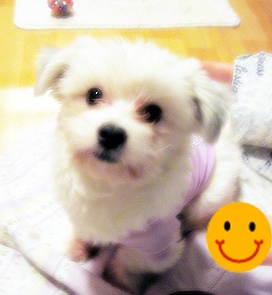 똘똘이(라온이) 보내기 전에 사진올립니다 ㅠㅠ