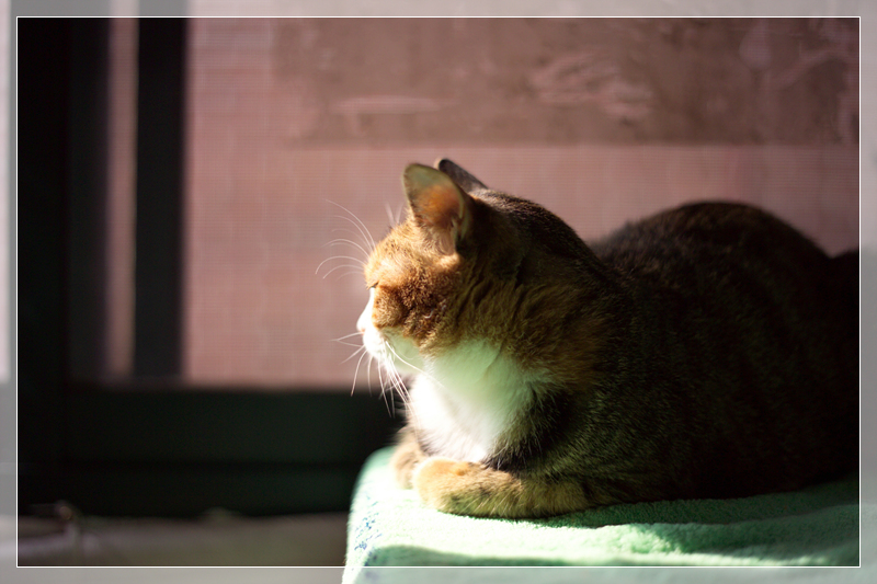 [은비이야기] 봄 햇살 속에..