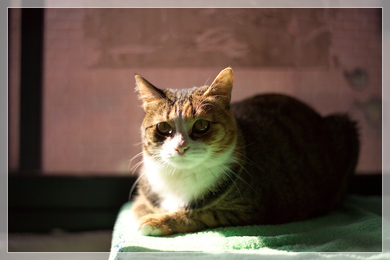 [은비이야기] 봄 햇살 속에..