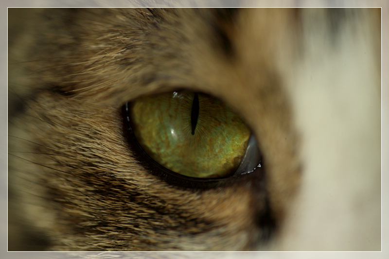 [은비이야기] 내 안에 앙마이따아~