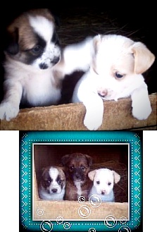 또식구가 늘었어염^^