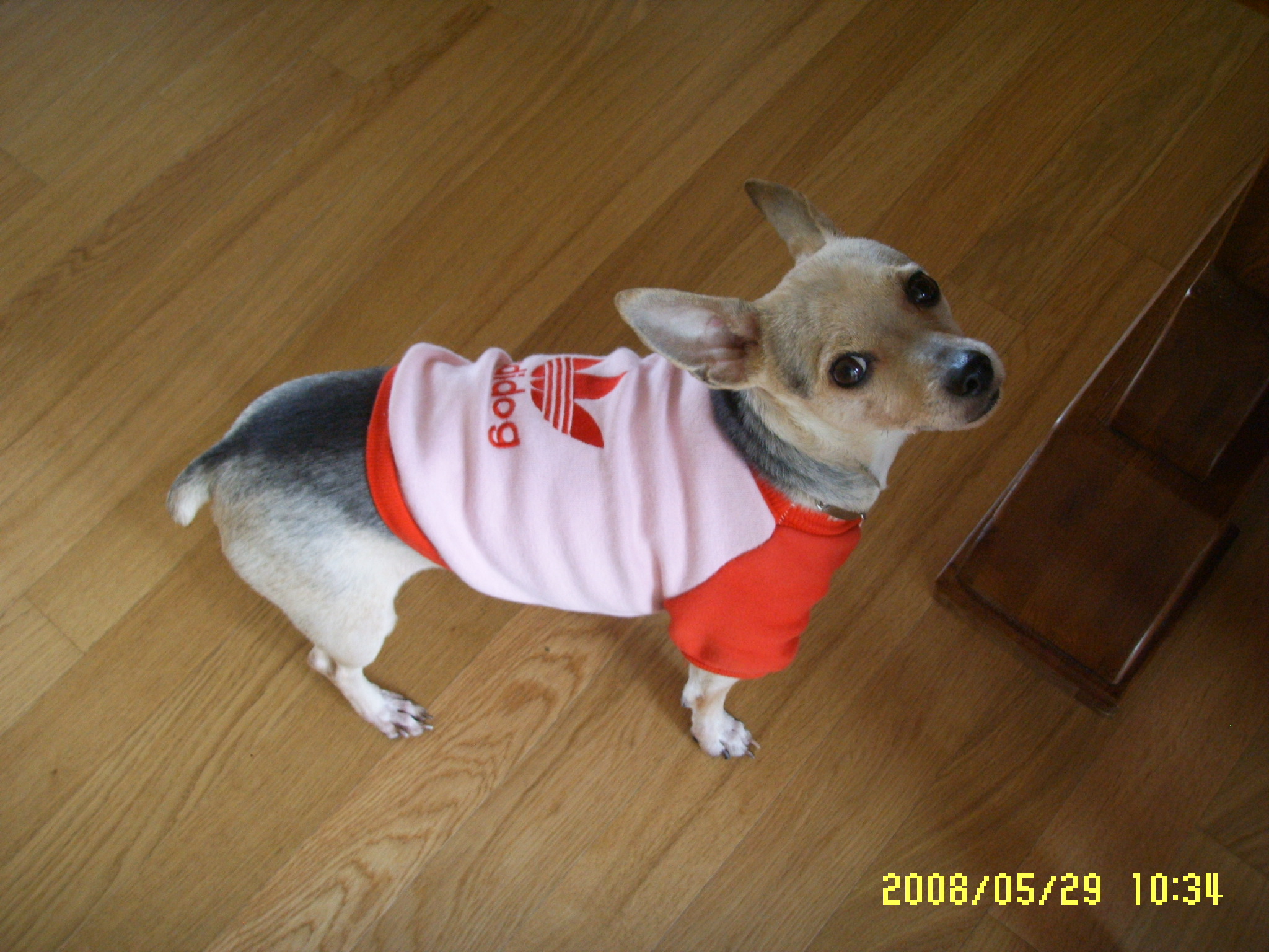 예삐, 알탕...그리고...킴!