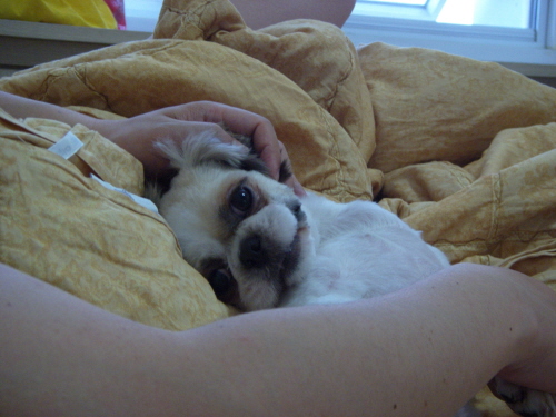 광견 풍쉐....-.- 풍세 모텔에 도숙하다!